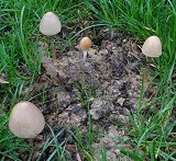 Panaeolus semiovatus MykoGolfer