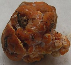 Paurocotylis pila MykoGolfer