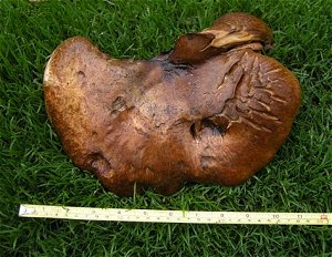 Paxillus obscurosporus MykoGolfer