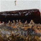 Peniophora laeta MykoGolfer