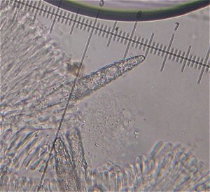 Peniophorella pubera MykoGolfer