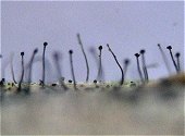 Periconia byssoides MykoGolfer