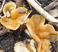 Peziza vesiculosa MykoGolfer