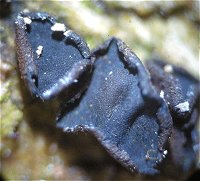 Phaeangella ulicis © MykoGolfer