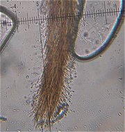 Phaeoisria clavulata  MykoGolfer