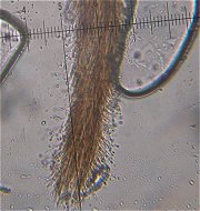 Phaeoisria clavulata MykoGolfer