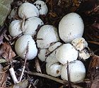 Phallus impudicus eggs  MykoGolfer