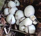 Phallus impudicus eggs MykoGolfer