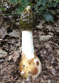 Phallus impudicus © MykoGolfer