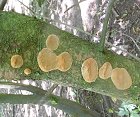 Phellinus pomaceus MykoGolfer