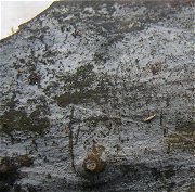 Phlebiella tullasnelloidea MykoGolfer