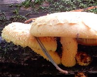 Pholiota flammans MykoGolfer
