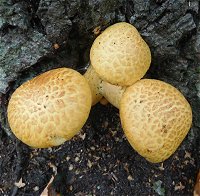 Pholiota squarrosa  MykoGolfer