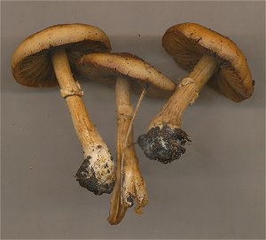 Pholiotina aporos MykoGolfer