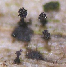 Phragmocephala atra MykoGolfer