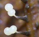 Physarum album MykoGolfer
