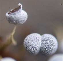 Physarum album MykoGolfer