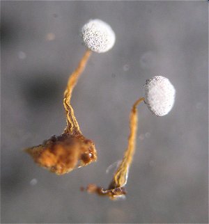 Physarum nutans  MykoGolfer