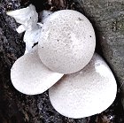 Pleurotus dryinus MykoGolfer
