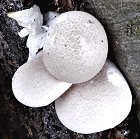 Pleurotus dryinus  MykoGolfer