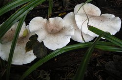 Pleurotus dryinus MykoGolfer