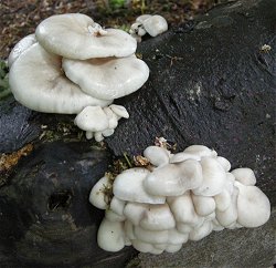 Pleurotus pulmonarius  MykoGolfer