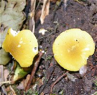 Pluteus chrysophaeus MykoGolfer