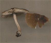 Pluteus cinereofuscus  MykoGolfer