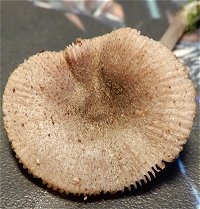 Pluteus hispidulus MykoGolfer