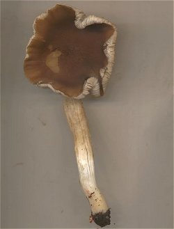 Pluteus phlebophorus MykoGolfer