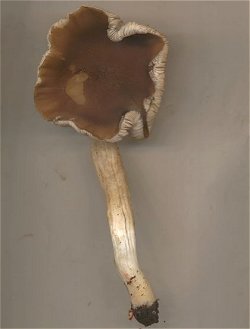 Pluteus phlebophorus  MykoGolfer