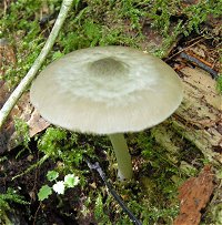 Pluteus salicinus MykoGolfer
