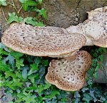 Polyporus squamosus  MykoGolfer