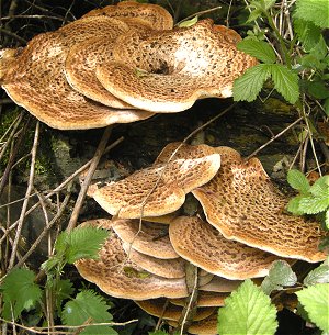 Polyporus squamosus  MykoGolfer