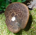 Polyporus tuberaster  MykoGolfer