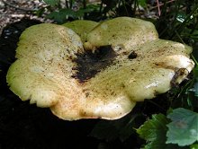 Polyporus tuberaster  MykoGolfer