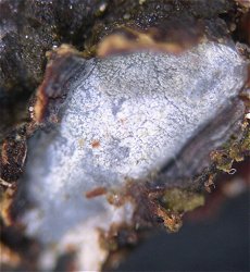 Propolis farinosa MykoGolfer