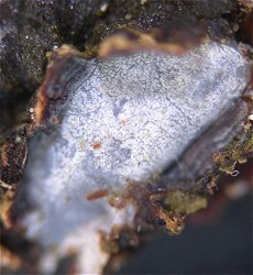 Propolis farinosa  MykoGolfer