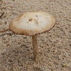 Psathyrella ammophila  MykoGolfer