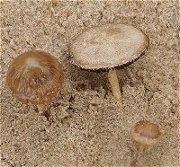 Psathyrella ammophila MykoGolfer