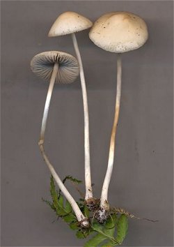 Psathyrella corrigis MykoGolfer