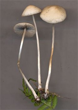 Psathyrella corrigis  MykoGolfer