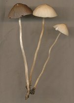 Psathyrella corrugis MykoGolfer