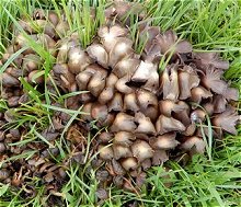Psathyrella multipedata MykoGolfer