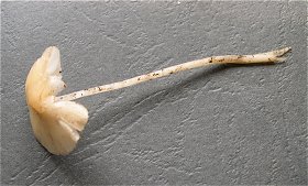 Psathyrella pseudogracilis f. substerilis MykoGolfer
