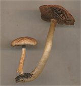 Psathyrella spadicea MykoGolfer