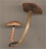 Psathyrella spadicea  MykoGolfer