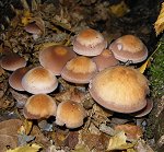 Psathyrella spadicea MykoGolfer