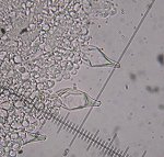 Psathyrella spadicea cystidia  MykoGolfer