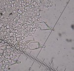 Psathyrella spadicea cystidia MykoGolfer